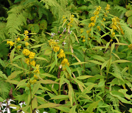 image of Solidago curtisii, Curtis's Goldenrod