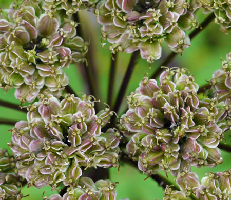 image of Angelica triquinata, Mountain Angelica, Filmy Angelica, Appalachian Angelica