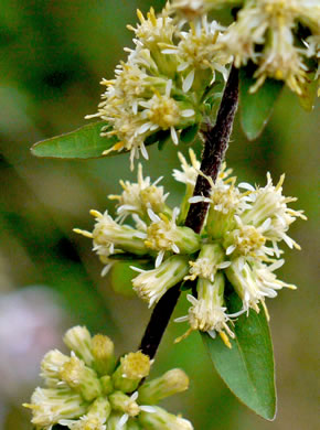 image of Solidago bicolor, Silverrod, White Goldenrod