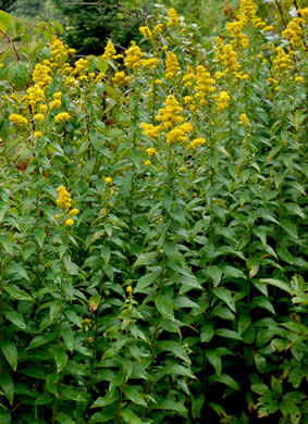 image of Solidago rugosa var. aspera, Wrinkleleaf Goldenrod