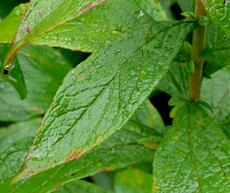 image of Solidago rugosa var. aspera, Wrinkleleaf Goldenrod