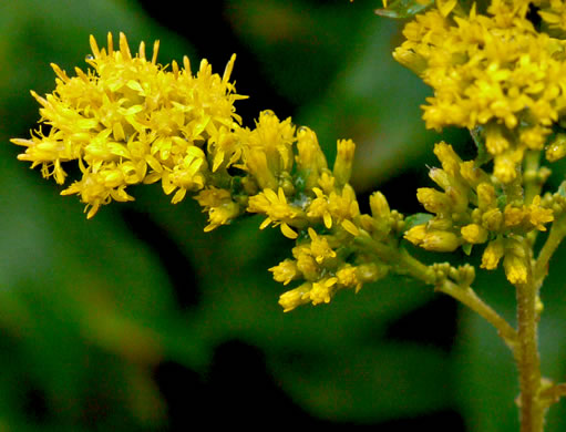 image of Solidago rugosa var. aspera, Wrinkleleaf Goldenrod