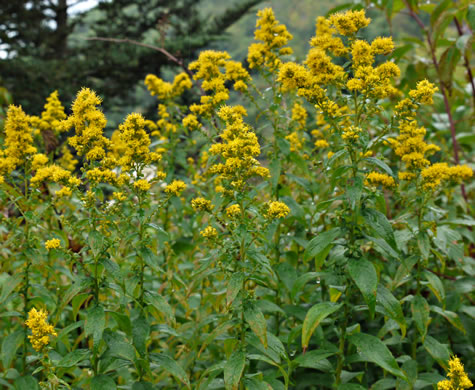 image of Solidago rugosa var. aspera, Wrinkleleaf Goldenrod