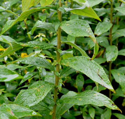 image of Solidago rugosa var. aspera, Wrinkleleaf Goldenrod