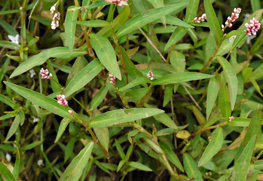 image of Persicaria hydropiperoides, Mild Waterpepper, Swamp Smartweed