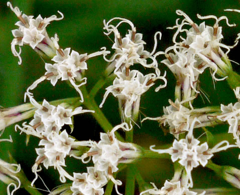 image of Mikania scandens, Climbing Hempweed