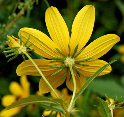 Bidens polylepis, Ditch Daisy, Bearded Beggarticks, Midwestern Tickseed-sunflower, Tickseed Sunflower
