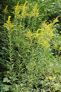 image of Solidago altissima var. altissima, Tall Goldenrod, Field Goldenrod, Common Goldenrod