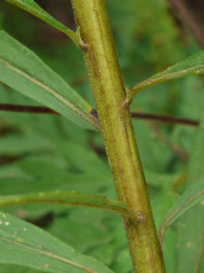 image of Solidago altissima var. altissima, Tall Goldenrod, Field Goldenrod, Common Goldenrod