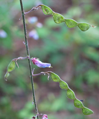 image of Desmodium viridiflorum, Velvety Tick-trefoil, Velvety Tick-clover