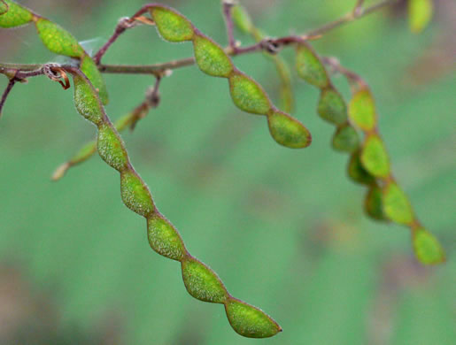 Desmodium viridiflorum, Velvety Tick-trefoil, Velvety Tick-clover