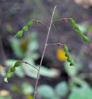 image of Desmodium laevigatum, Smooth Tick-trefoil