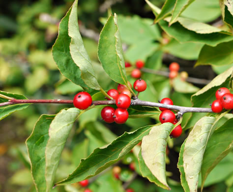 image of Ilex montana, Mountain Holly, Mountain Winterberry