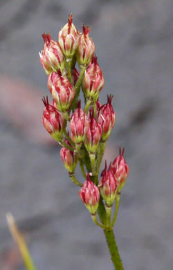 image of Triantha glutinosa, Sticky Bog Asphodel, Northern Bog Asphodel, False Asphodel