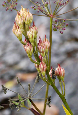 image of Triantha glutinosa, Sticky Bog Asphodel, Northern Bog Asphodel, False Asphodel