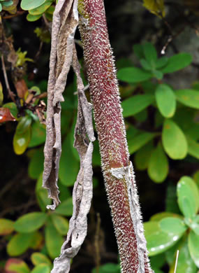 image of Symphyotrichum puniceum var. puniceum, Purplestem Aster, Swamp Aster