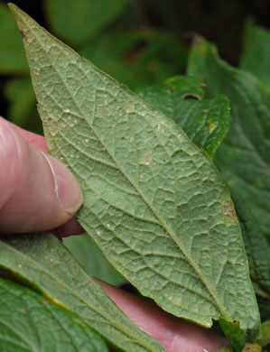 image of Solidago rugosa var. aspera, Wrinkleleaf Goldenrod