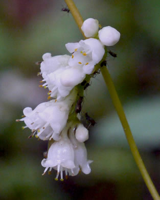 image of Cuscuta pentagona, Five-angled Dodder