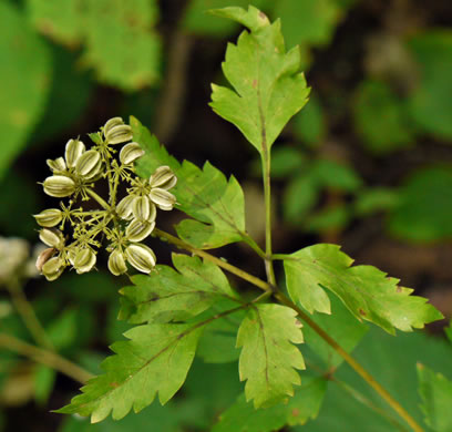 image of Thaspium barbinode, Hairy-jointed Meadow-parsnip