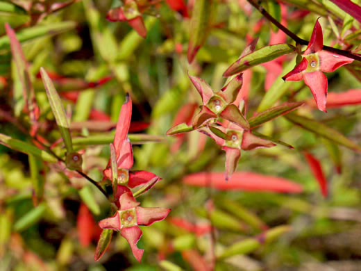 image of Ludwigia alternifolia, Alternate-leaf Seedbox, Bushy Seedbox