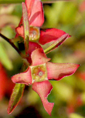 image of Ludwigia alternifolia, Alternate-leaf Seedbox, Bushy Seedbox