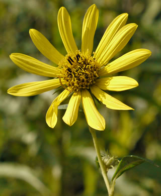 image of Helianthus giganteus, Tall Sunflower, Swamp Sunflower, Tuberous Sunflower, Giant Sunflower