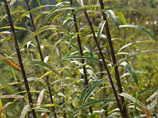 image of Helianthus giganteus, Tall Sunflower, Swamp Sunflower, Tuberous Sunflower, Giant Sunflower