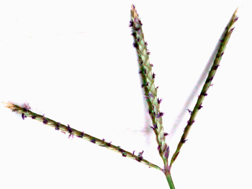 image of Cynodon dactylon, Bermuda Grass, Scutch Grass