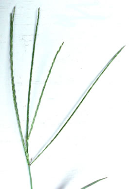 image of Digitaria sanguinalis, Hairy Crabgrass, Northern Crabgrass