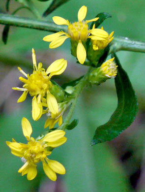 image of Solidago erecta, Slender Goldenrod, Erect Goldenrod