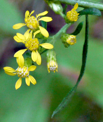 image of Solidago erecta, Slender Goldenrod, Erect Goldenrod