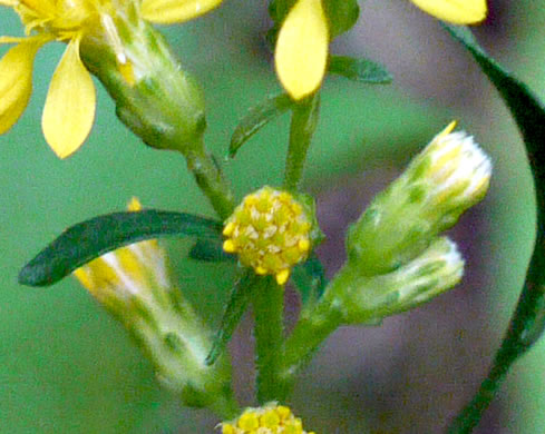 image of Solidago erecta, Slender Goldenrod, Erect Goldenrod