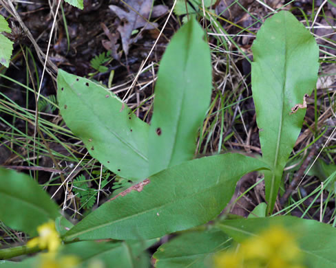 image of Solidago erecta, Slender Goldenrod, Erect Goldenrod