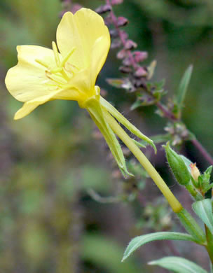 image of Oenothera biennis, Common Evening-primrose