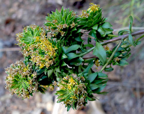 image of Solidago erecta, Slender Goldenrod, Erect Goldenrod