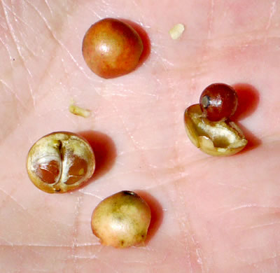 image of Smilax walteri, Coral Greenbrier, Red-berried Swamp Smilax