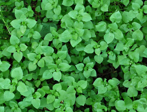 image of Stellaria media, Common Chickweed