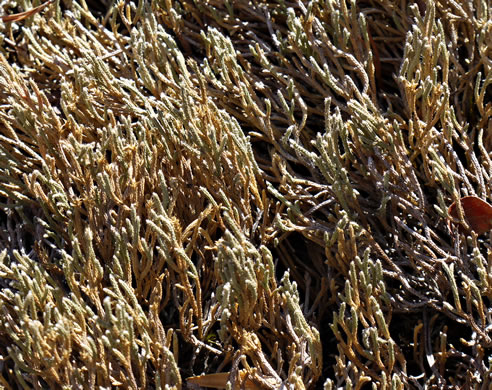 image of Bryodesma tortipilum, Twisted-hair Spikemoss