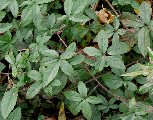 image of Rubus trivialis, Southern Dewberry, Coastal Plain Dewberry