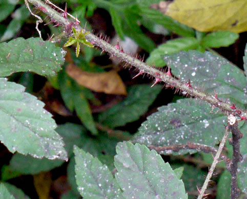 image of Rubus trivialis, Southern Dewberry, Coastal Plain Dewberry