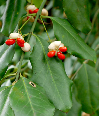 image of Euonymus fortunei, Wintercreeper, Climbing Euonymus, Chinese Spindle-tree