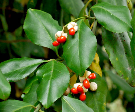 image of Euonymus fortunei, Wintercreeper, Climbing Euonymus, Chinese Spindle-tree