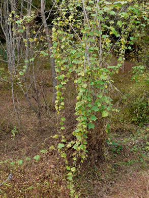 image of Sicyos angulatus, Bur-cucumber, Star-cucumber, Nimble-Kate