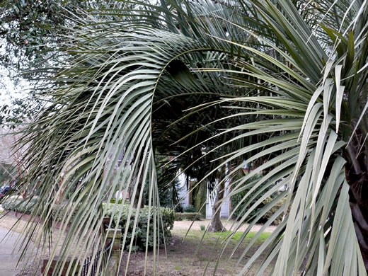 image of Butia odorata, Pindo Palm, South American Jelly Palm, Brazilian Butia