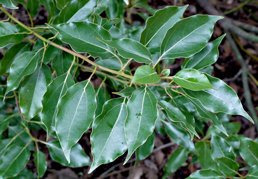 image of Camphora officinarum, Camphortree