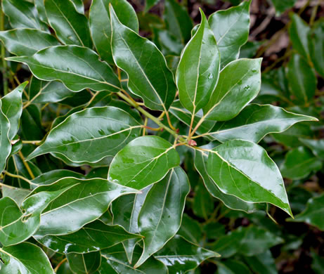 image of Camphora officinarum, Camphortree