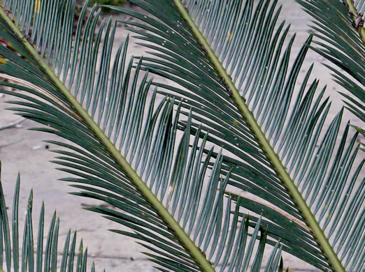 image of Cycas revoluta, Sago-palm
