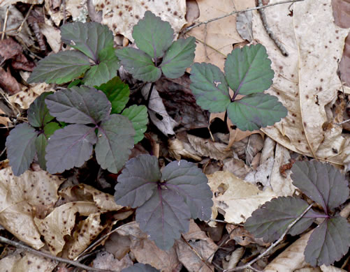 image of Cardamine angustata, Eastern Slender Toothwort