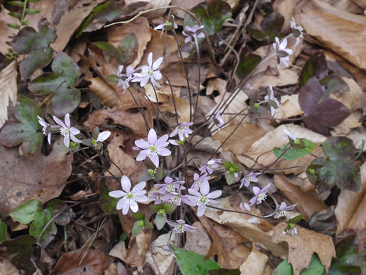 image of Hepatica acutiloba, Sharp-lobed Hepatica, Sharp-lobed Liverleaf