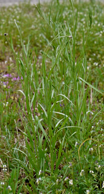 image of Cyanus segetum, Bachelor's Buttons, Cornflower